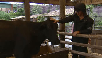 Biel e Tays têm dificuldades no trato com a vaca - A Fazenda 12 (Reprodução)